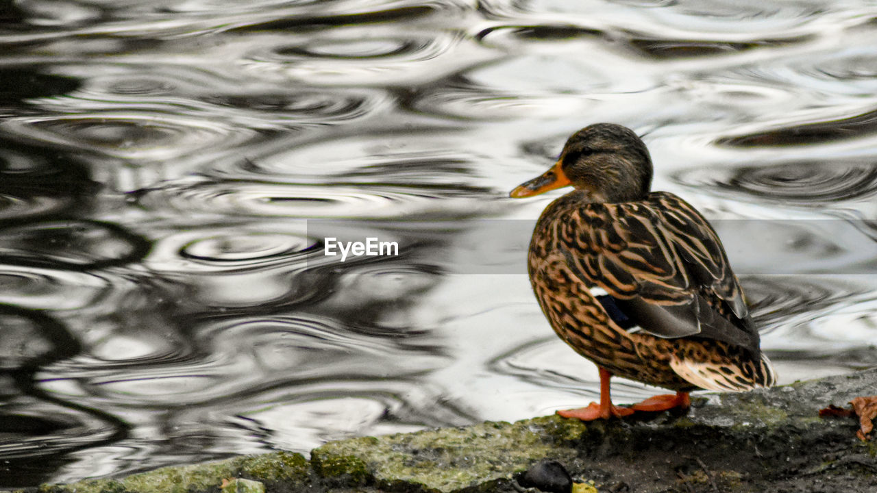 A duck in a lake