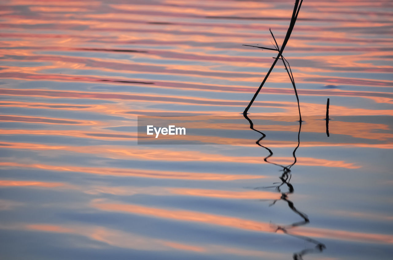 Silhouette plant against lake during sunset