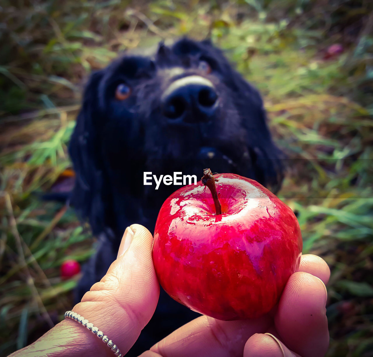 CLOSE-UP OF PERSON HAND HOLDING RED APPLE