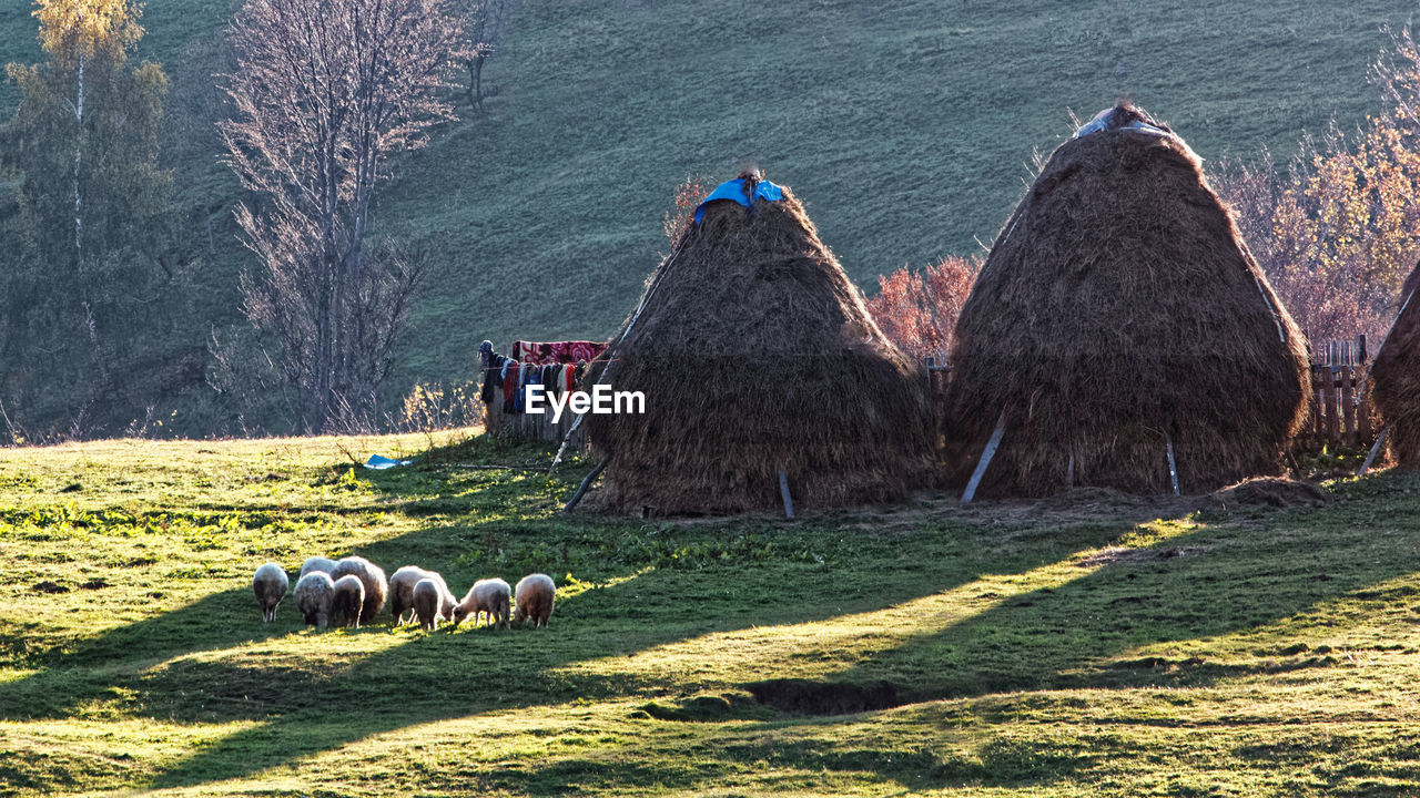 HORSES GRAZING IN THE FIELD