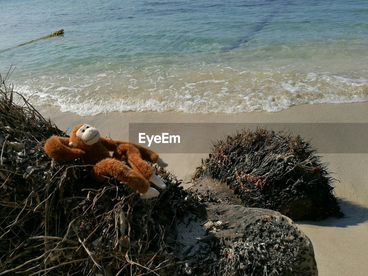 CRAB ON BEACH