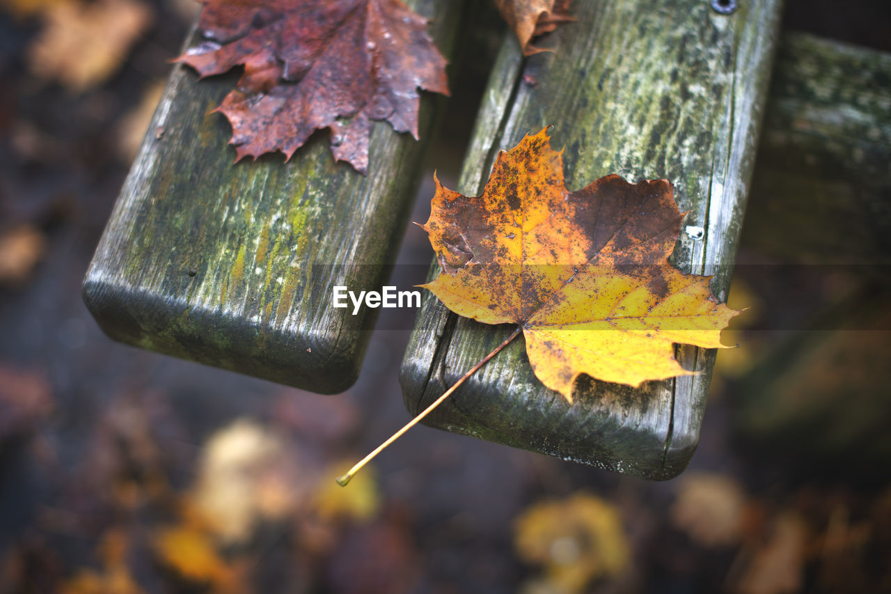 Detail of wooden bench at public park with leaf fallen from a plant in autumn