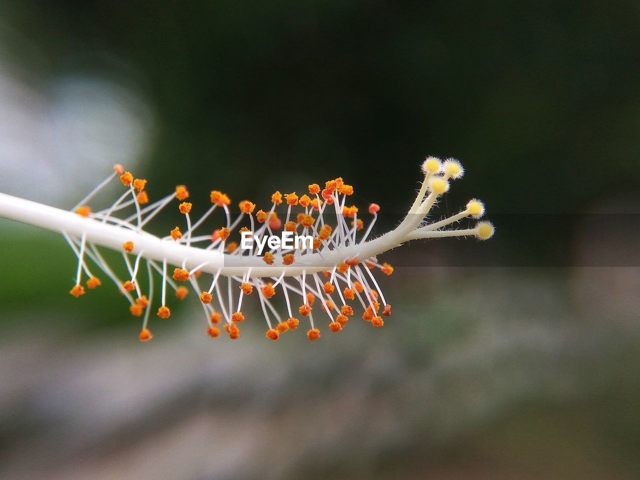 CLOSE-UP OF FLOWERS ON TREE