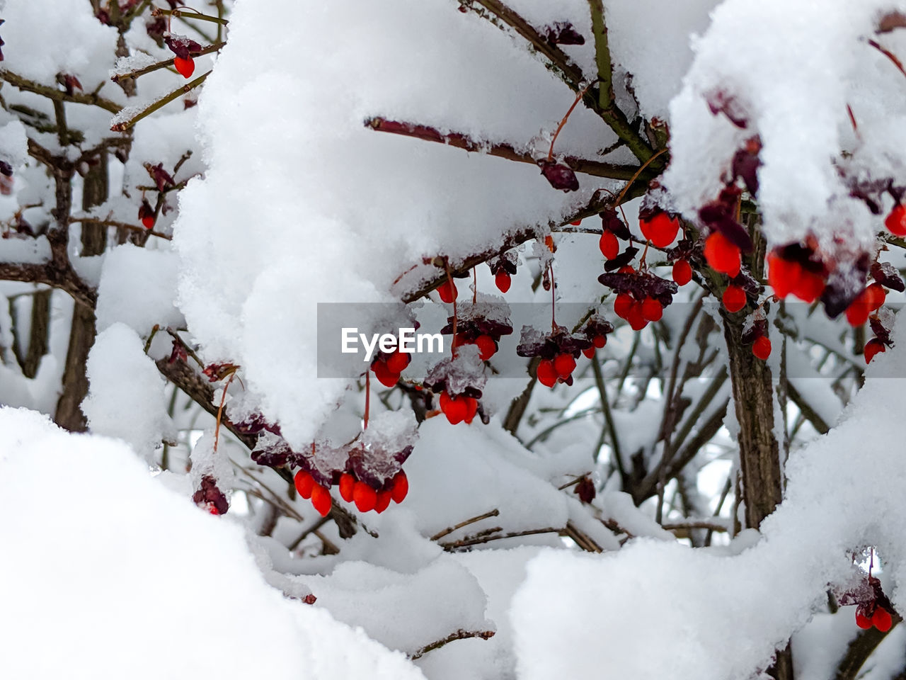 Snow covered bush with red winter berries