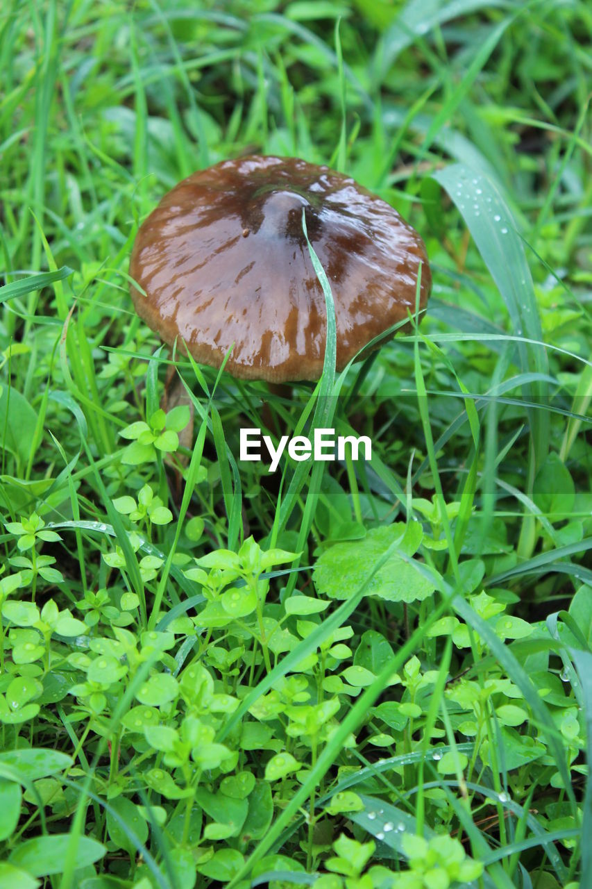 CLOSE-UP OF MUSHROOM