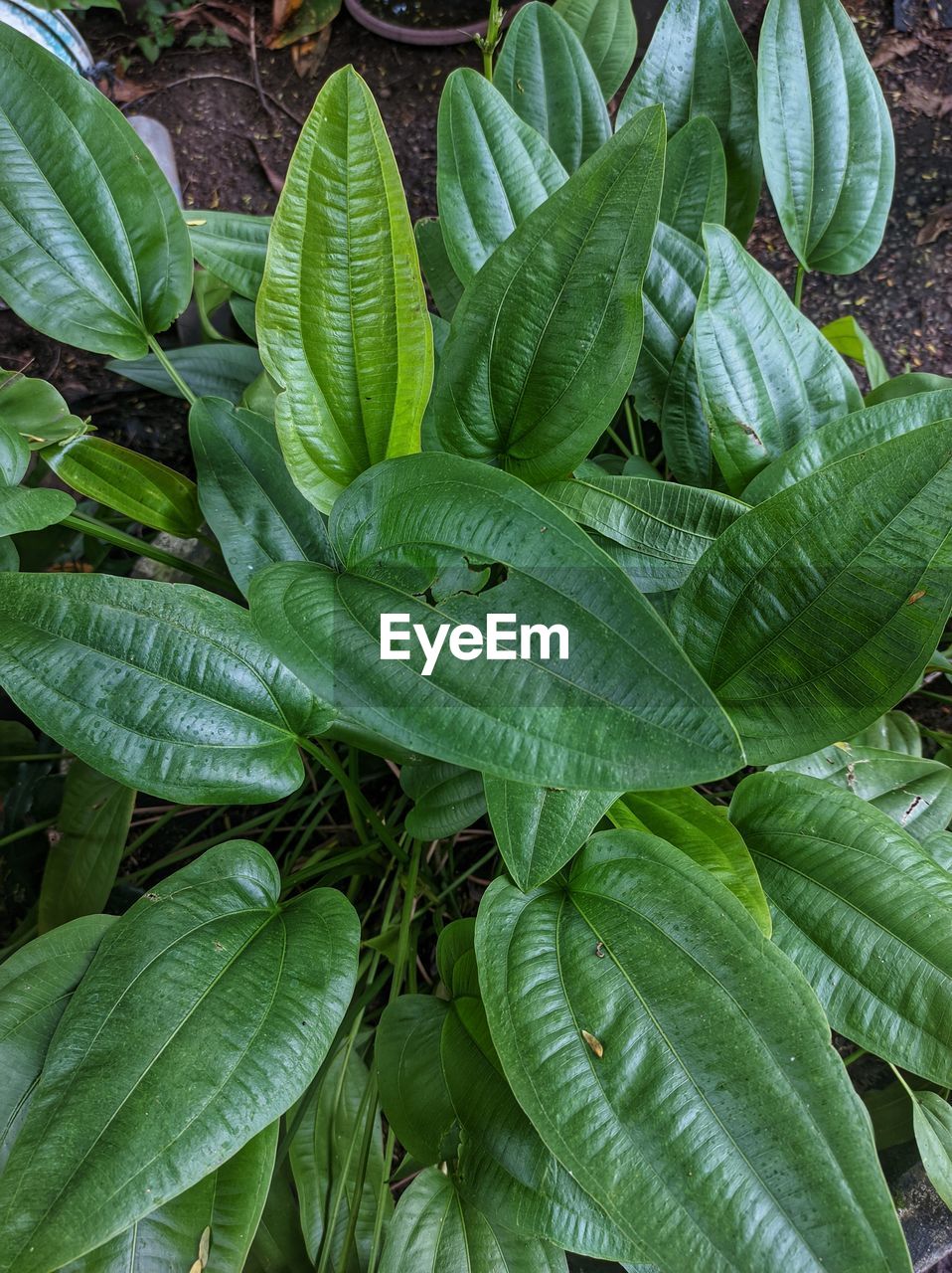 leaf, plant part, green, plant, growth, nature, flower, beauty in nature, no people, freshness, leaf vein, day, food and drink, close-up, full frame, food, backgrounds, produce, outdoors, botany, land, field, high angle view