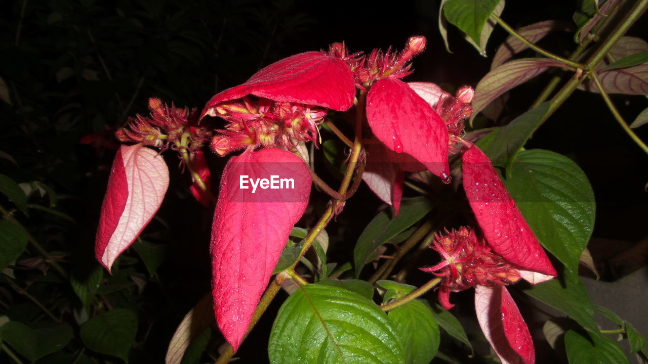 CLOSE-UP OF PINK FLOWERS ON BLACK BACKGROUND