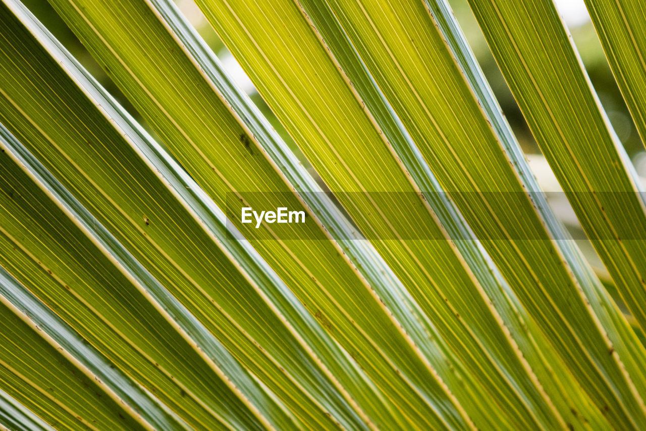 Full frame shot of palm leaf