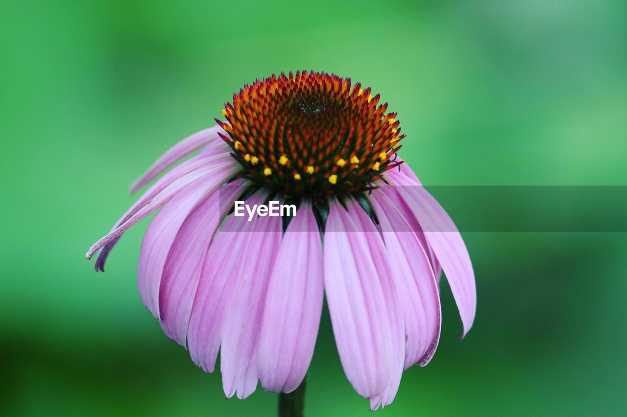Close-up of eastern purple coneflower blooming outdoors