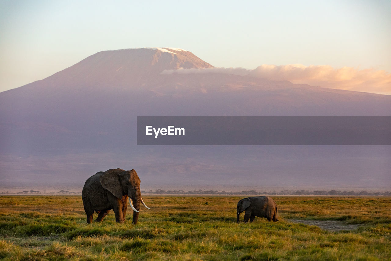 elephants on field against mountain during sunset
