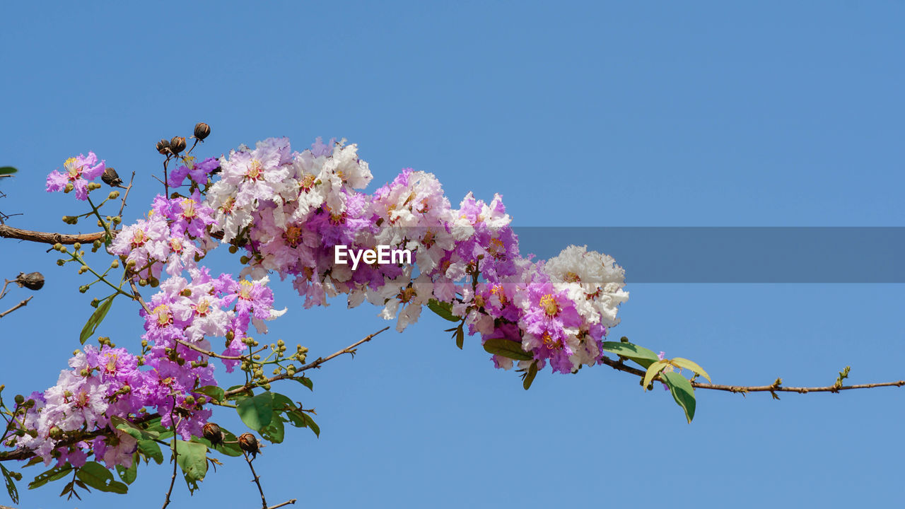 Low angle view of cherry blossom against blue sky