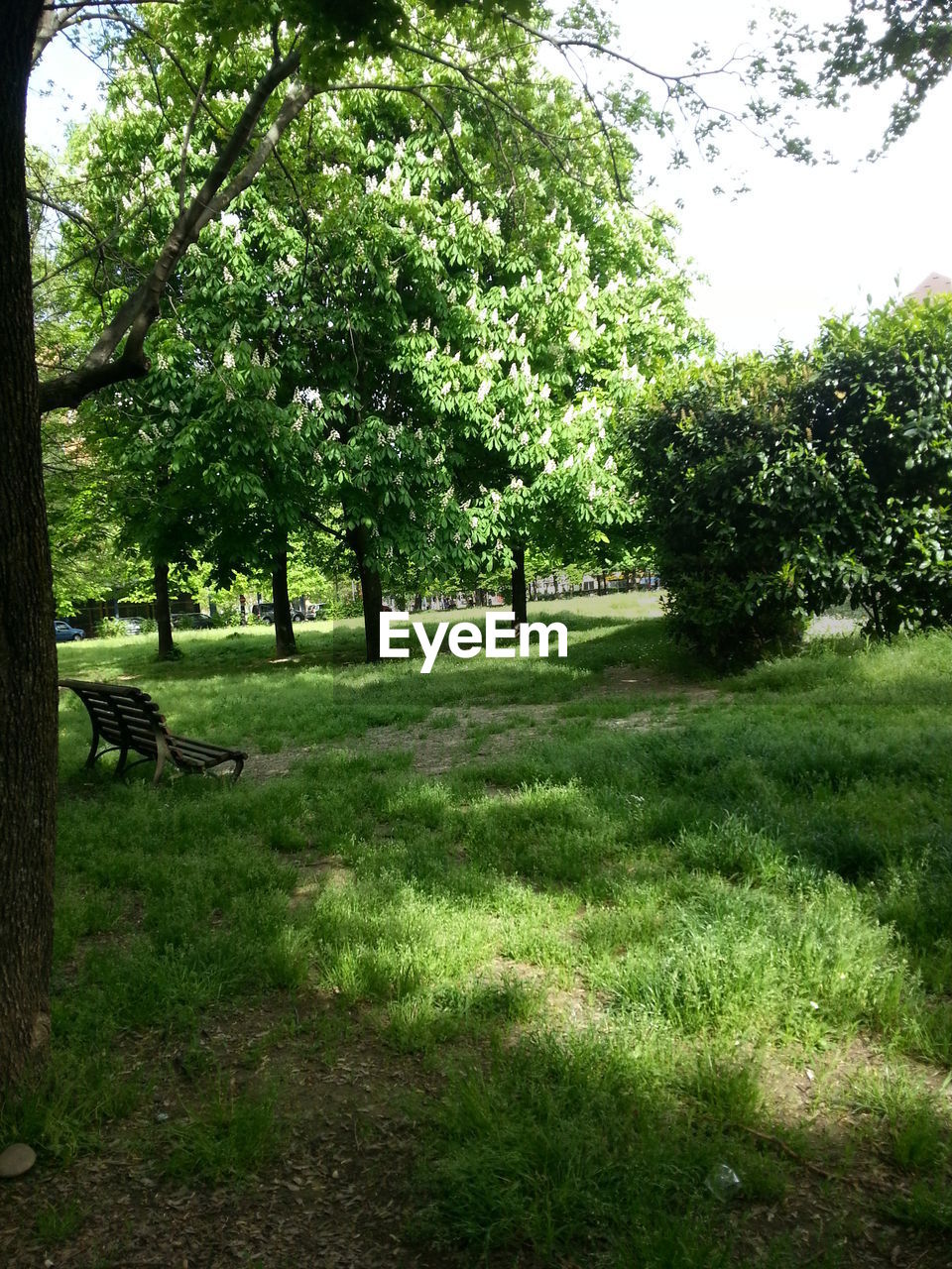 TREES ON GRASSY FIELD