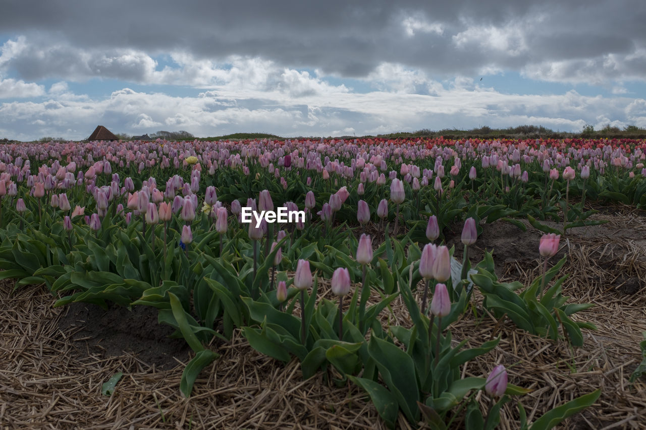 CLOSE-UP OF PURPLE CROCUS FIELD