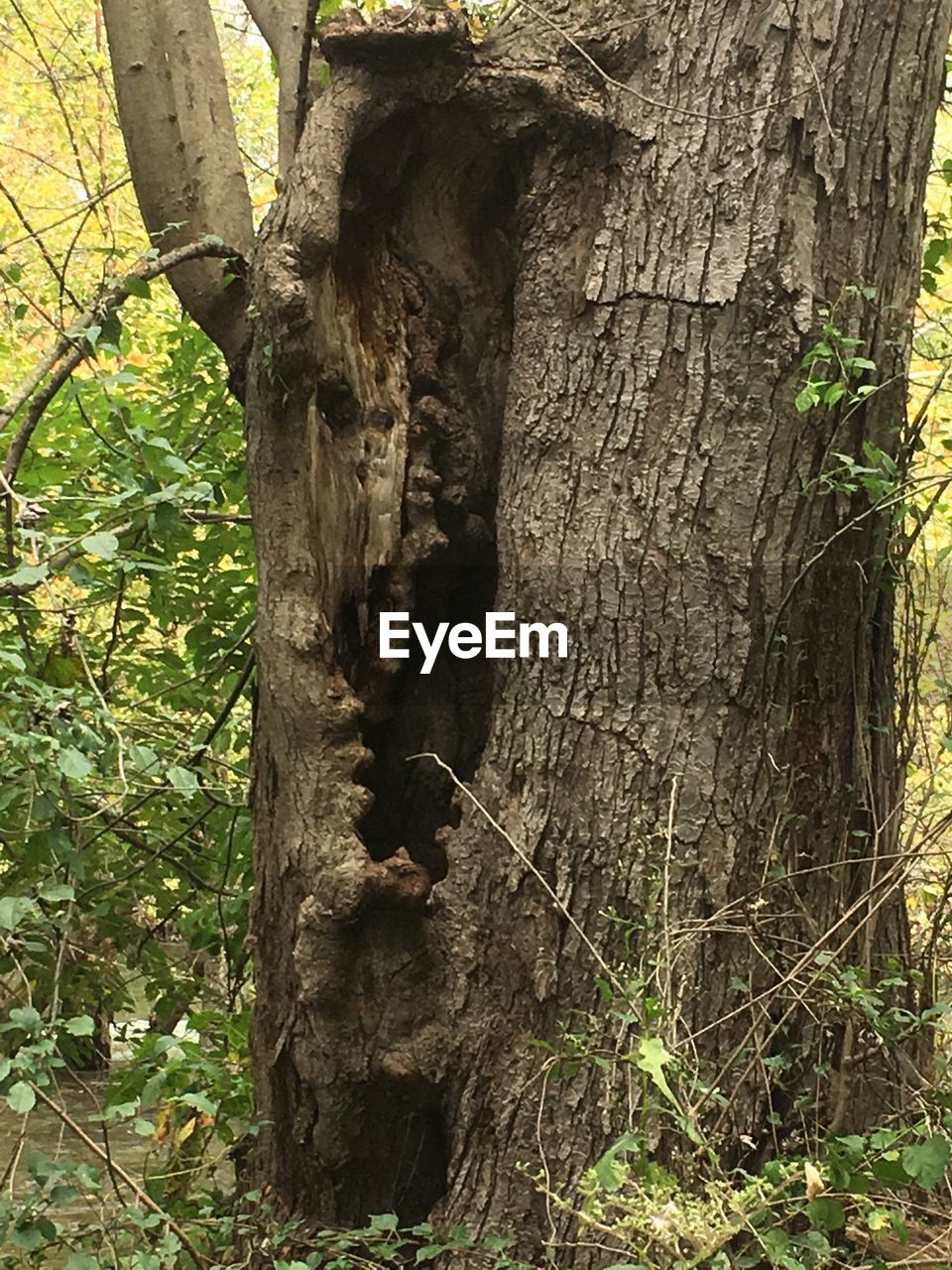 VIEW OF TREE TRUNK IN FOREST