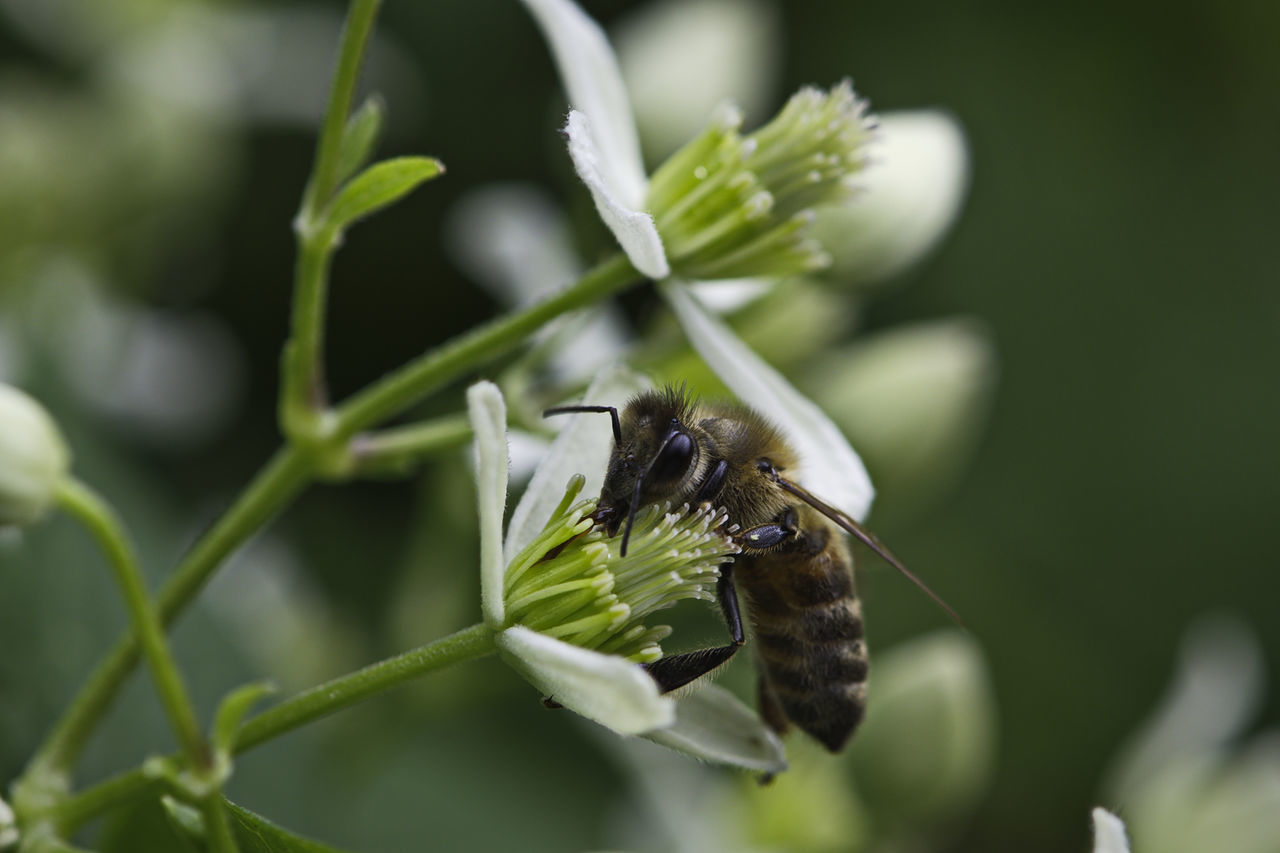 CLOSE-UP OF INSECTS ON PLANT