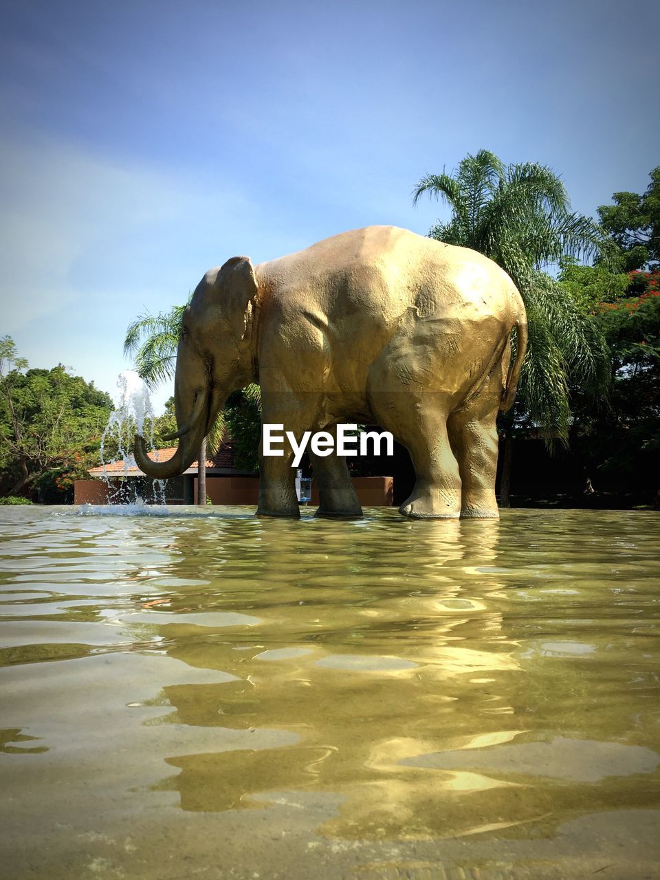 ELEPHANT IN WATER