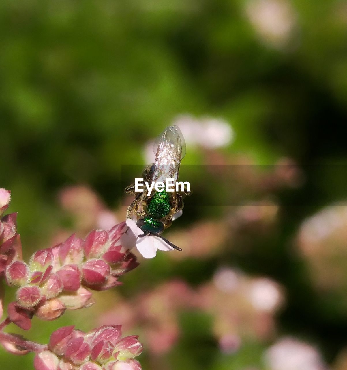 CLOSE-UP OF INSECT ON PINK FLOWERS