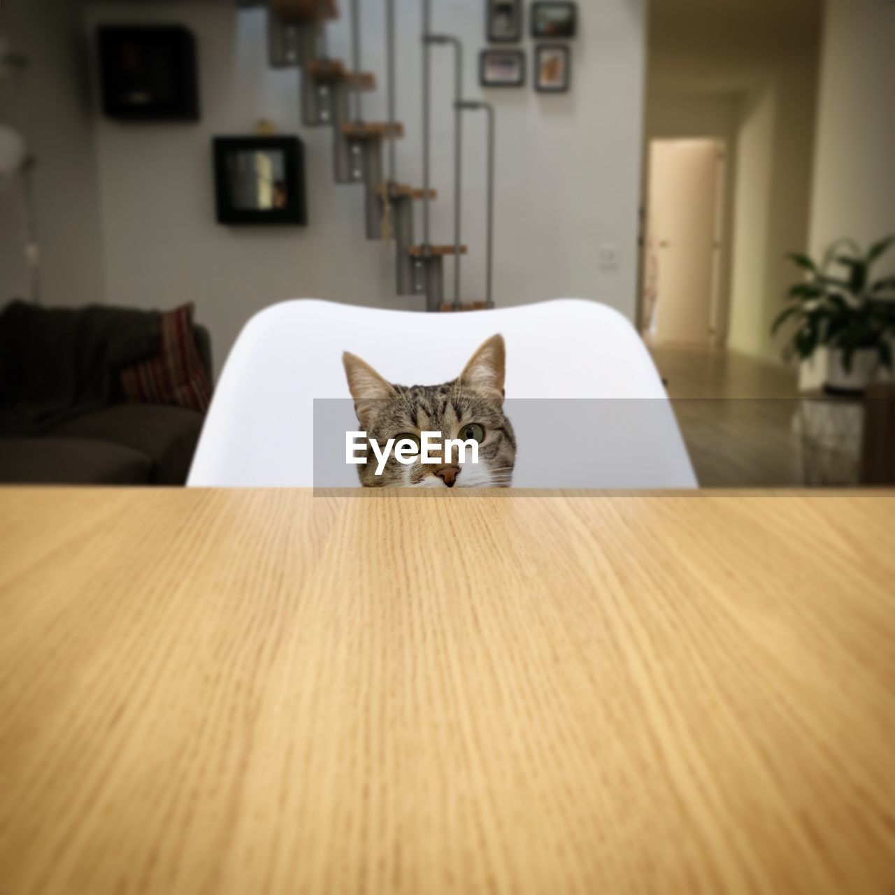 Portrait of cat sitting by table at home