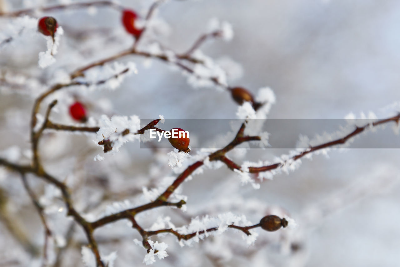 Frosty red rosehip