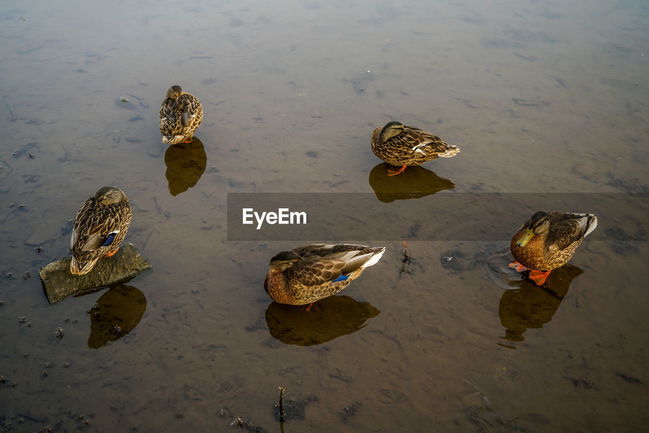 HIGH ANGLE VIEW OF DUCKS SWIMMING ON LAKE