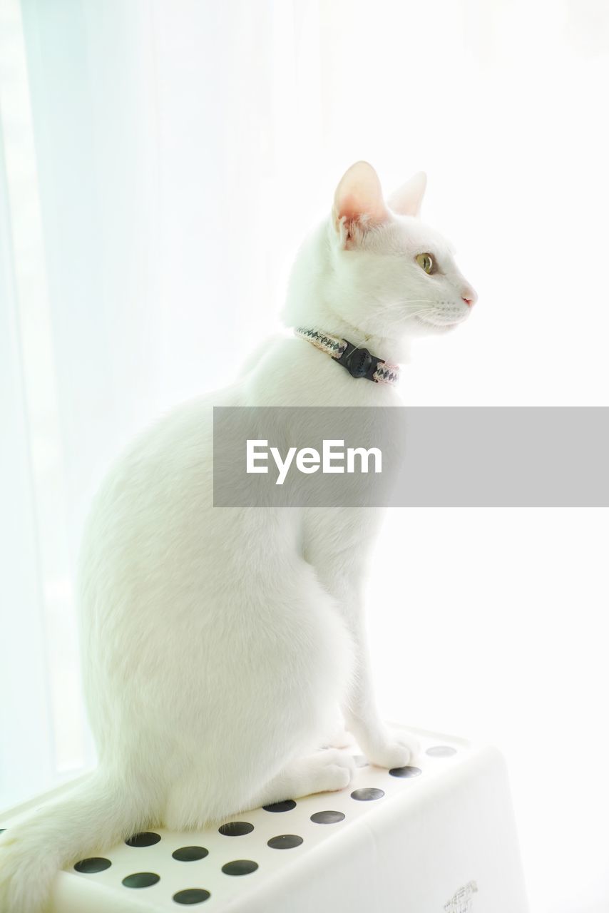 Close-up of a white cat looking away