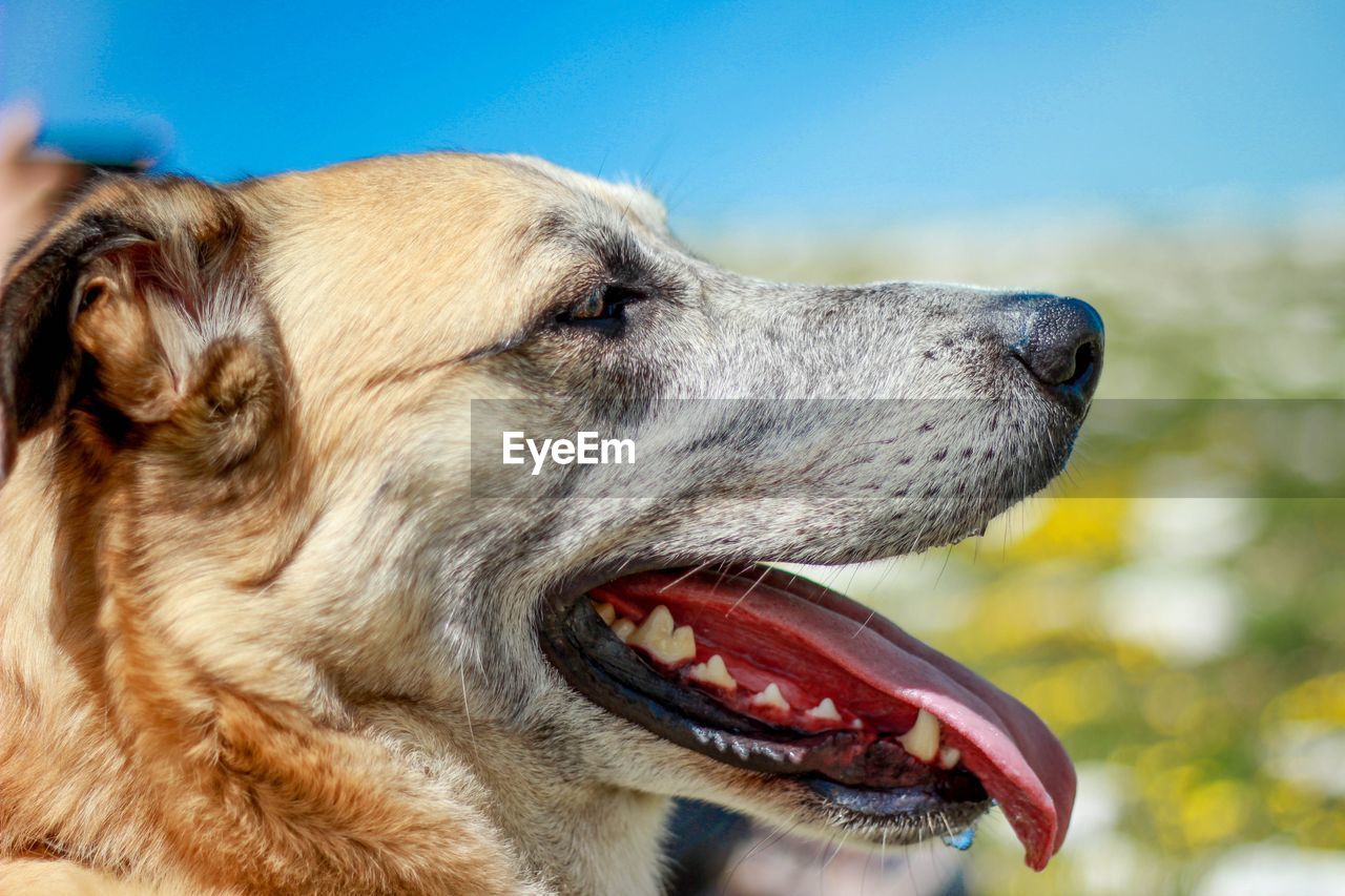 Close-up of dog sticking out tongue