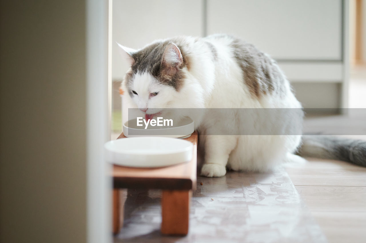 White cat eating from a bowl at home 