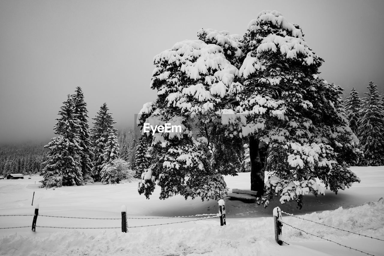 SNOW COVERED TREES ON FIELD AGAINST SKY