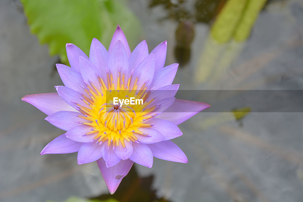 CLOSE-UP OF PURPLE LOTUS WATER LILY