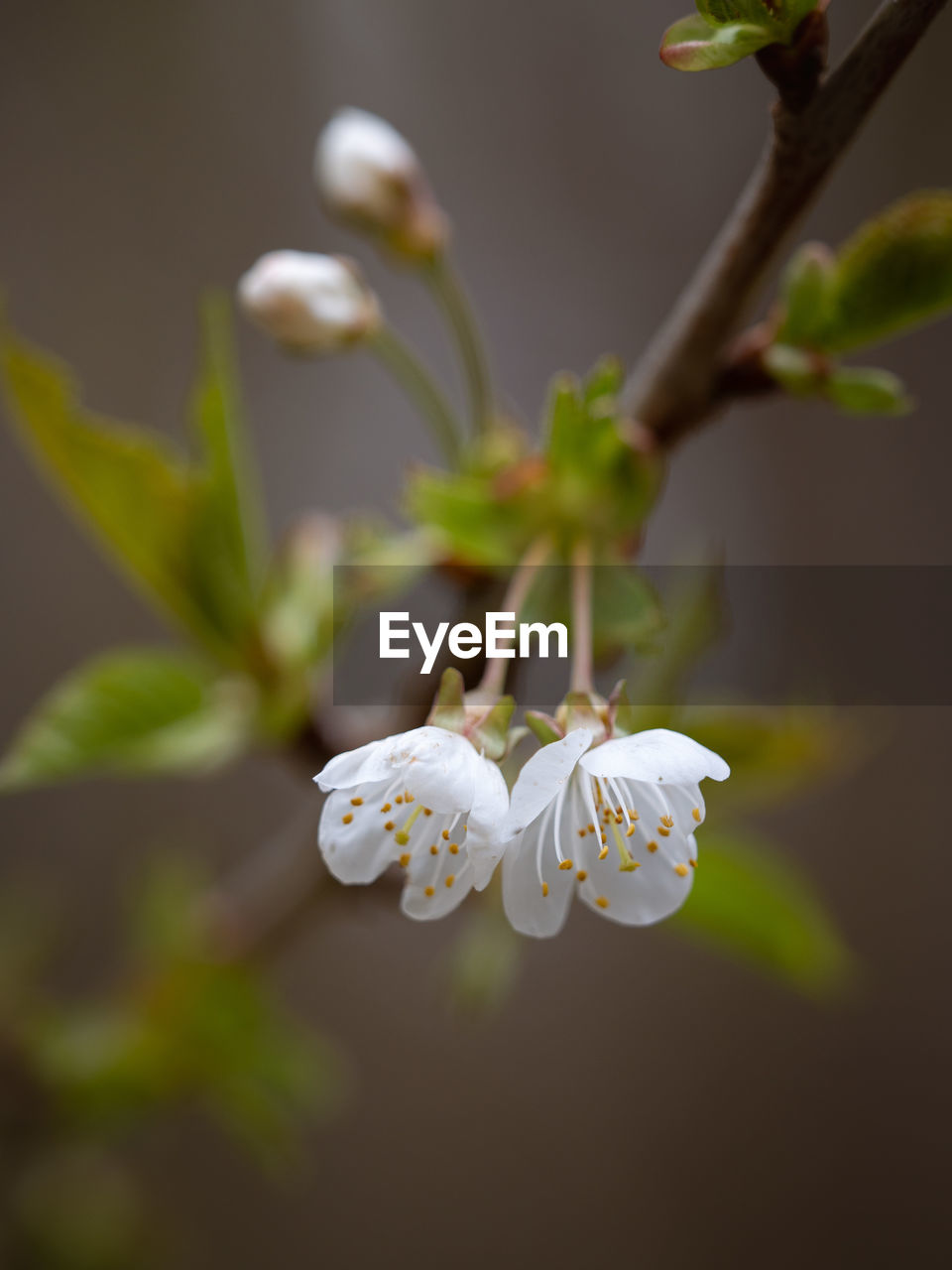 CLOSE-UP OF WHITE FLOWERS ON PLANT