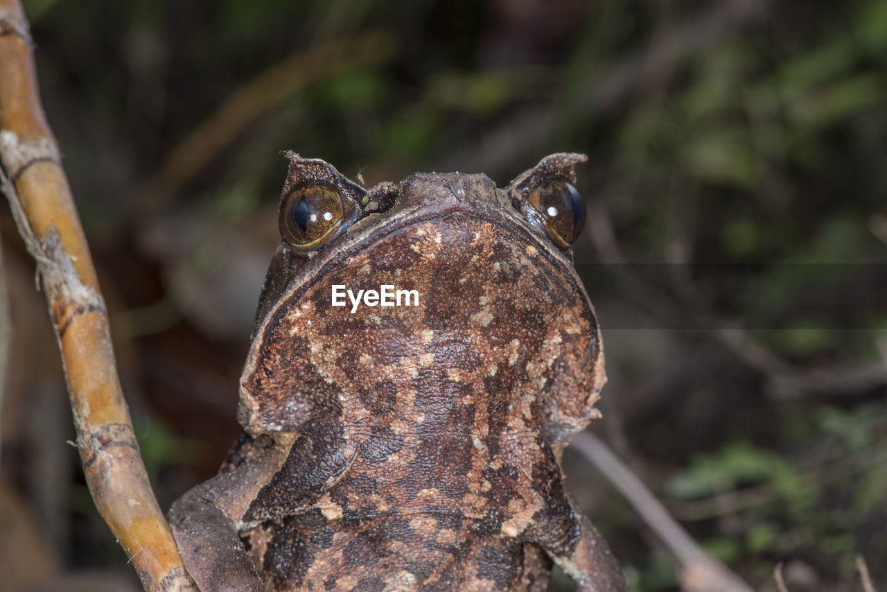 CLOSE-UP OF FROG