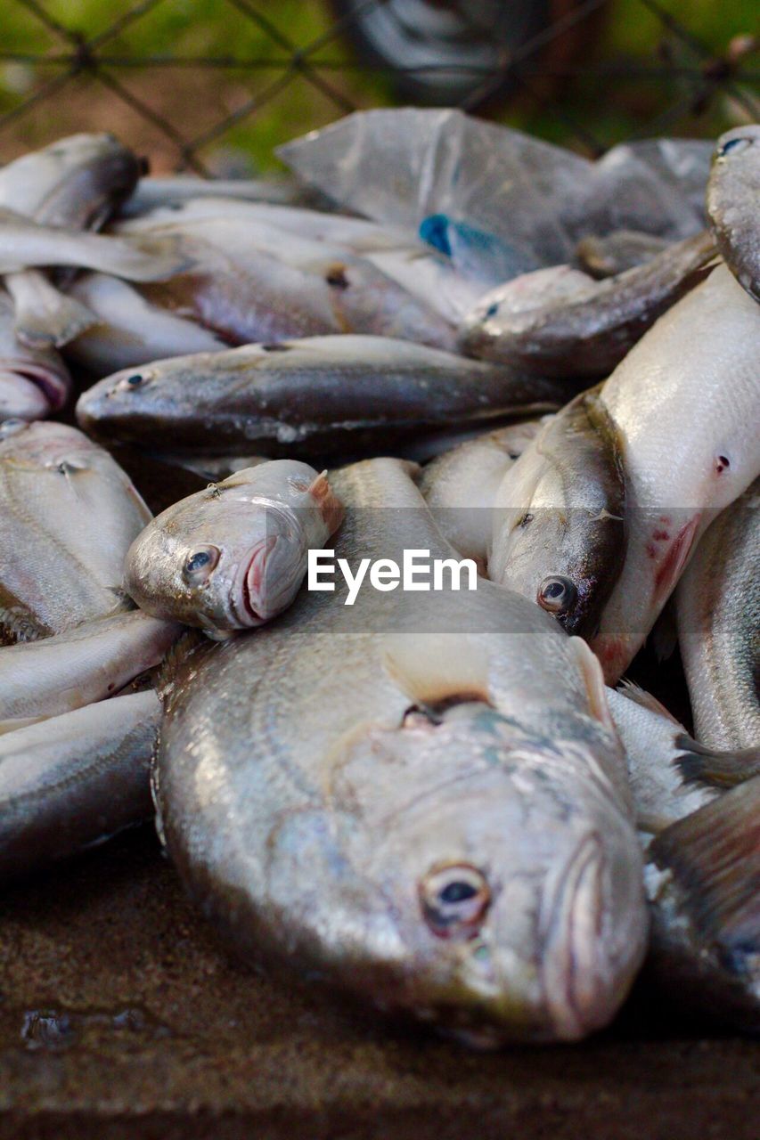 Close-up of fish for sale in market