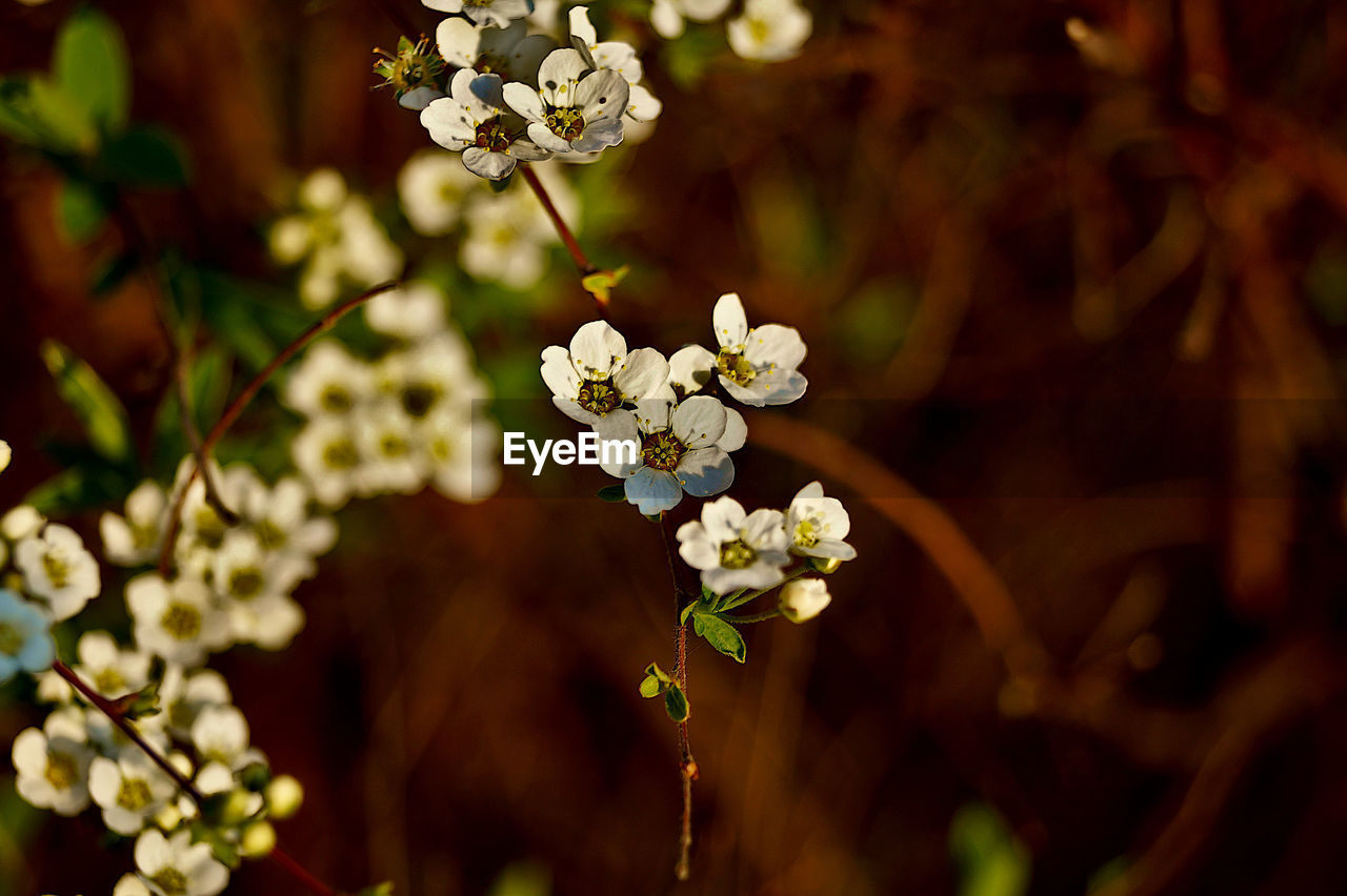 CLOSE-UP OF WHITE CHERRY BLOSSOMS IN SPRING