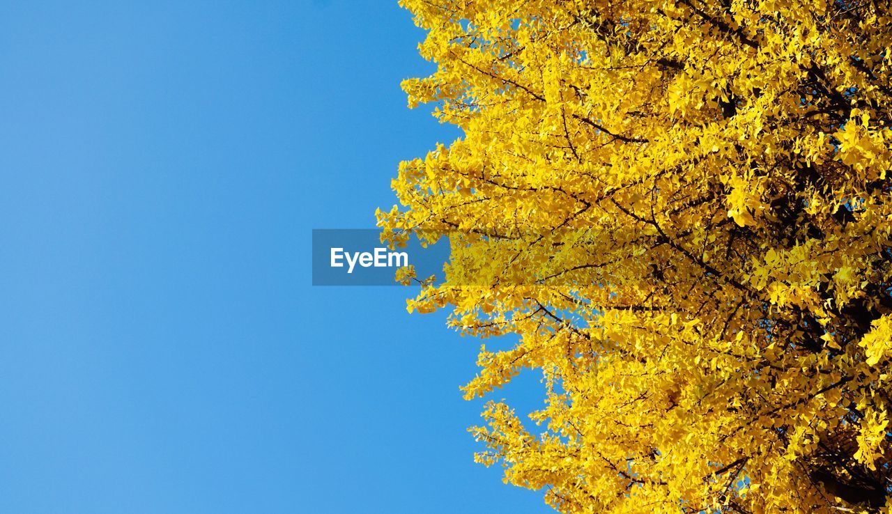 Low angle view of yellow tree against clear blue sky