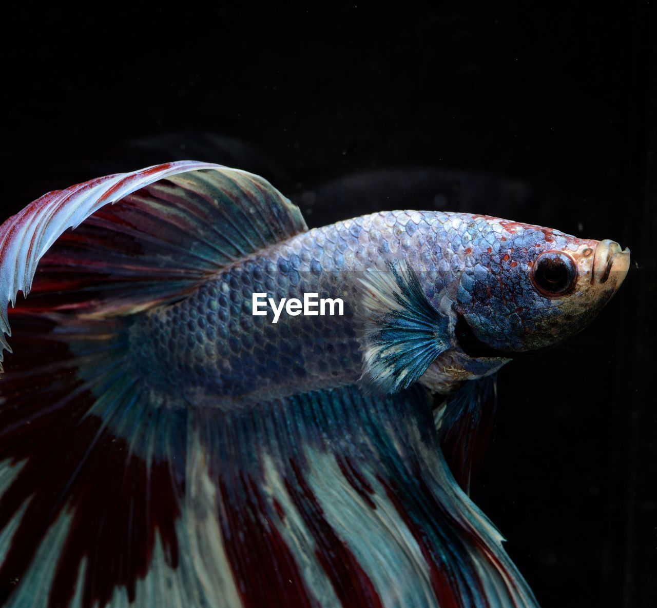 CLOSE-UP OF FISH SWIMMING UNDERWATER