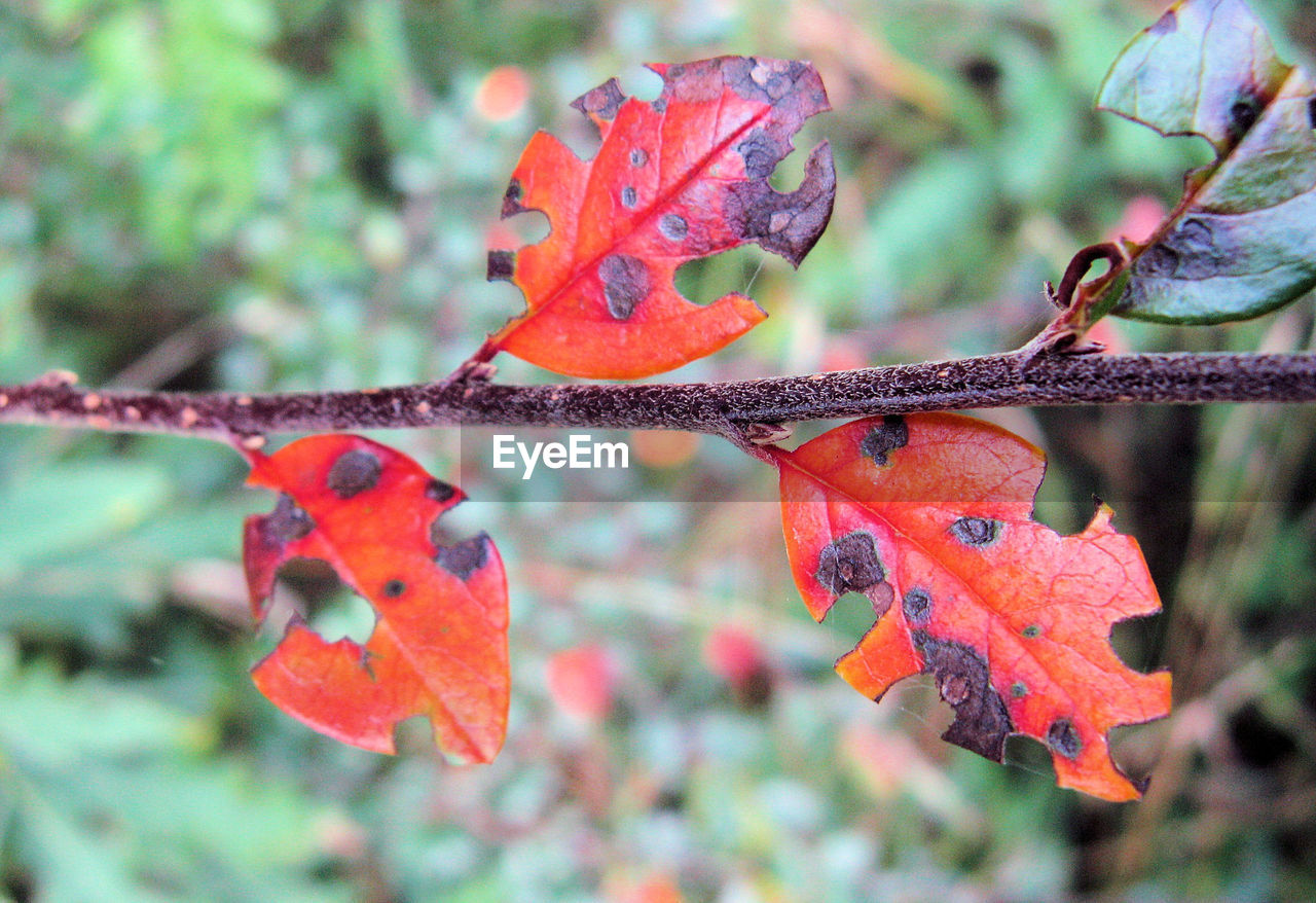 Close-up of damaged autumn leaves