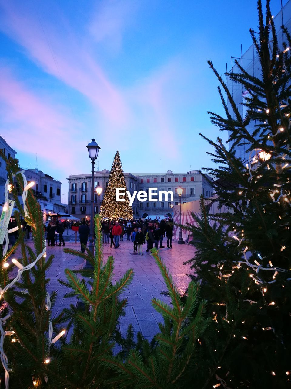 VIEW OF CHRISTMAS TREE AT DUSK