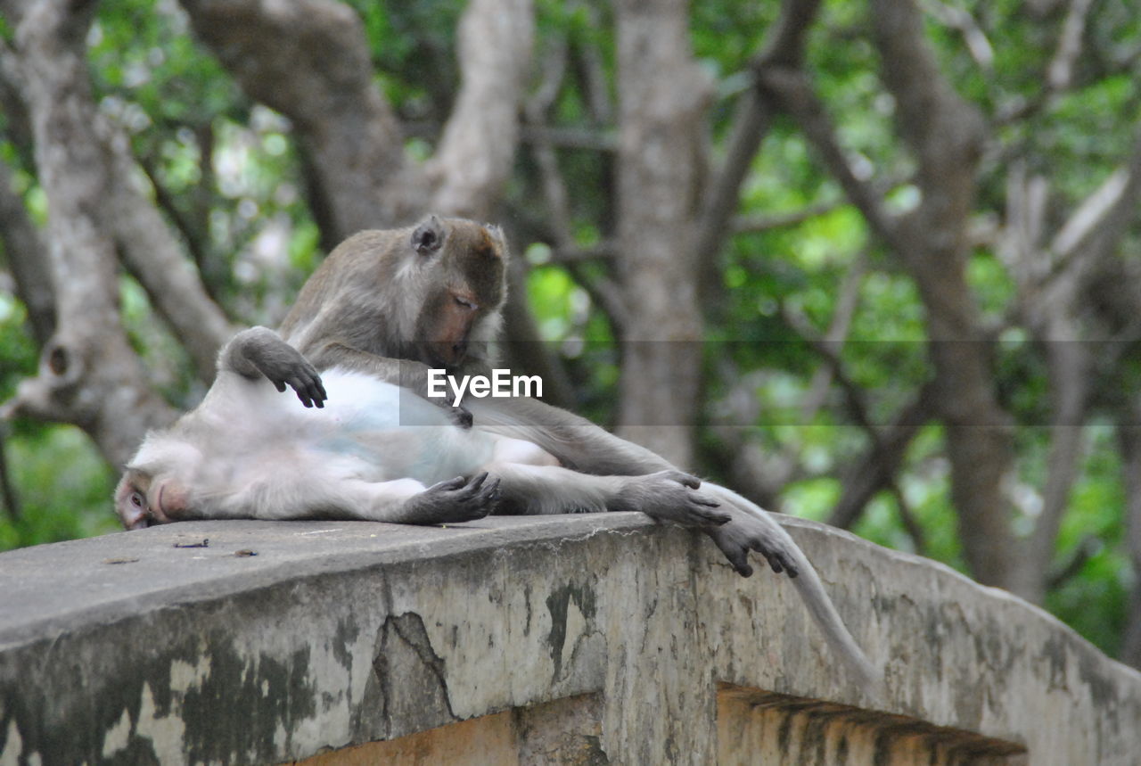 Monkeys relaxing on wall