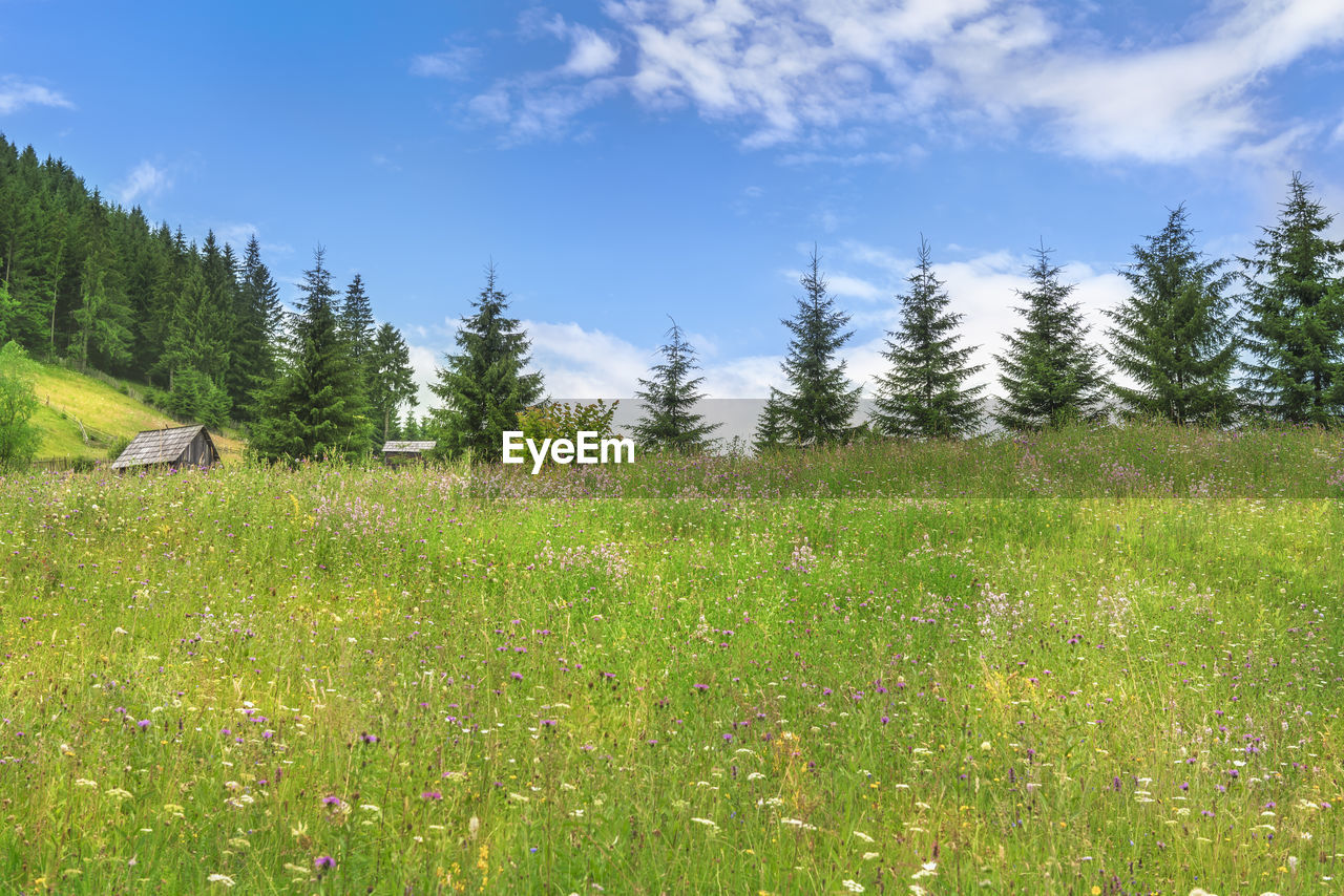 GRASSY FIELD AGAINST SKY