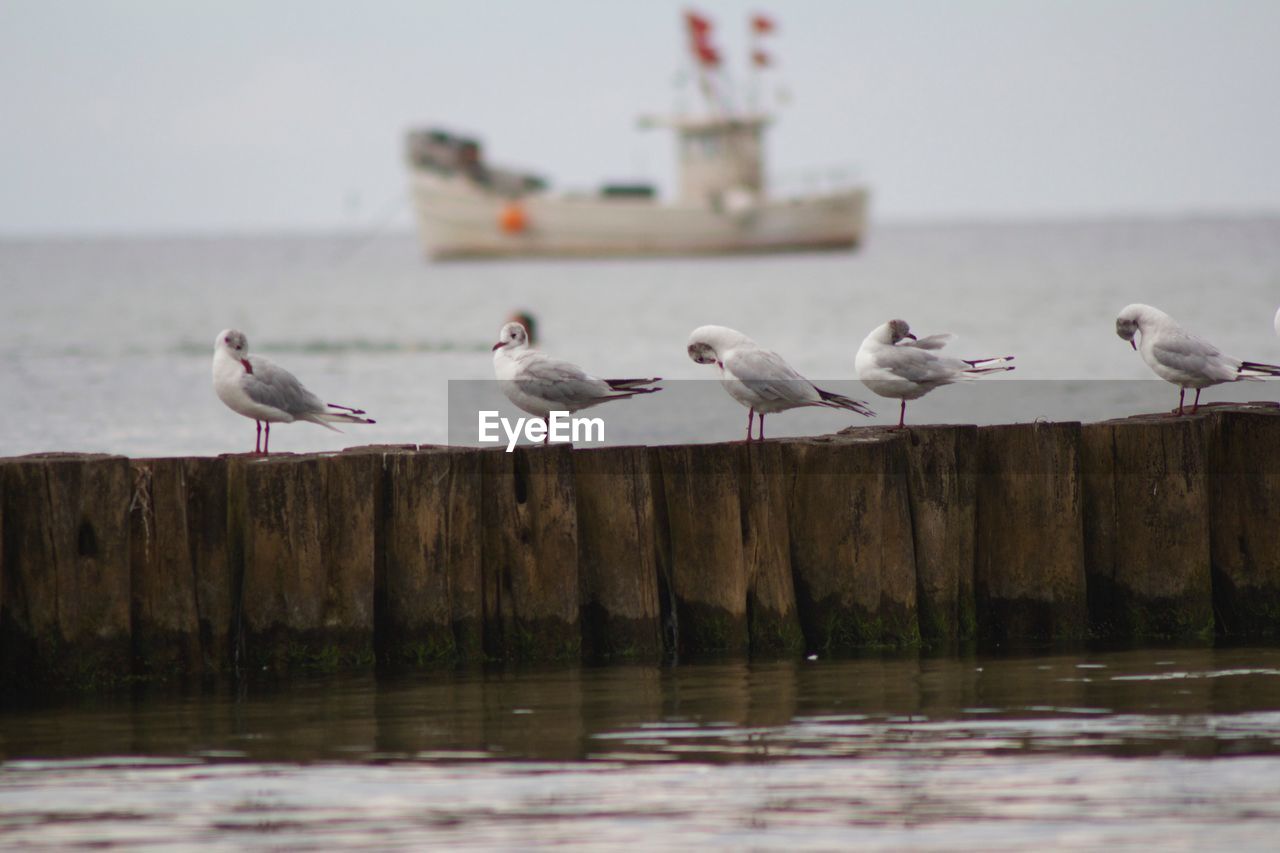 Seagulls perching on wooden post in lake