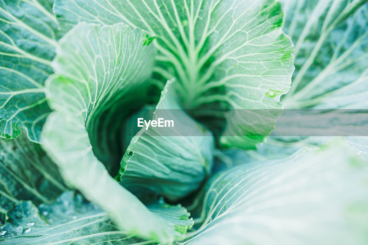 Close-up of fresh green cabbage