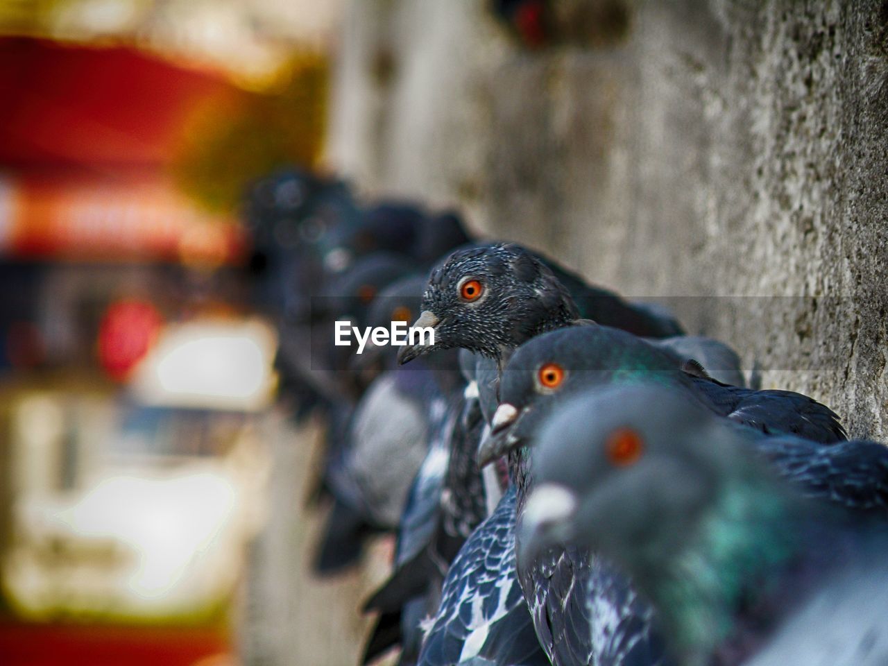 CLOSE-UP OF PIGEON PERCHING ON A BLURRED BACKGROUND