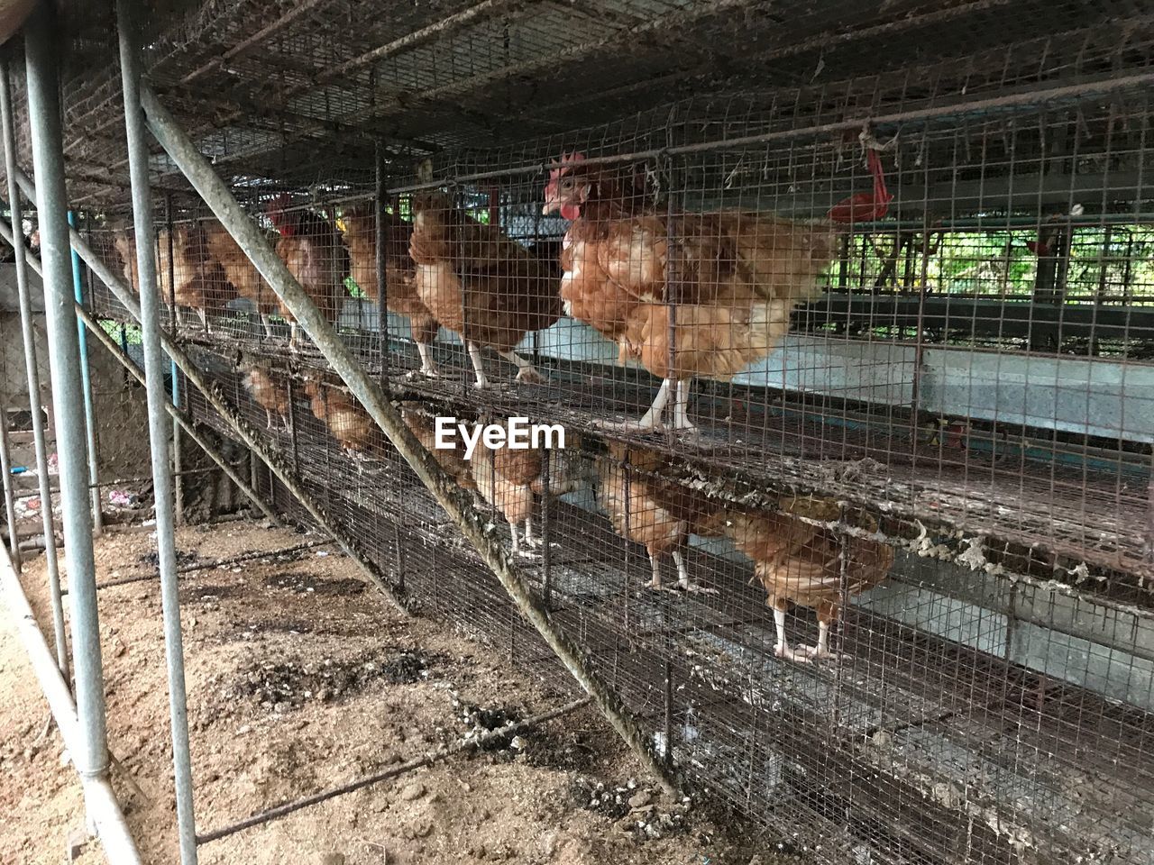 CLOSE-UP OF PIGEON IN CAGE