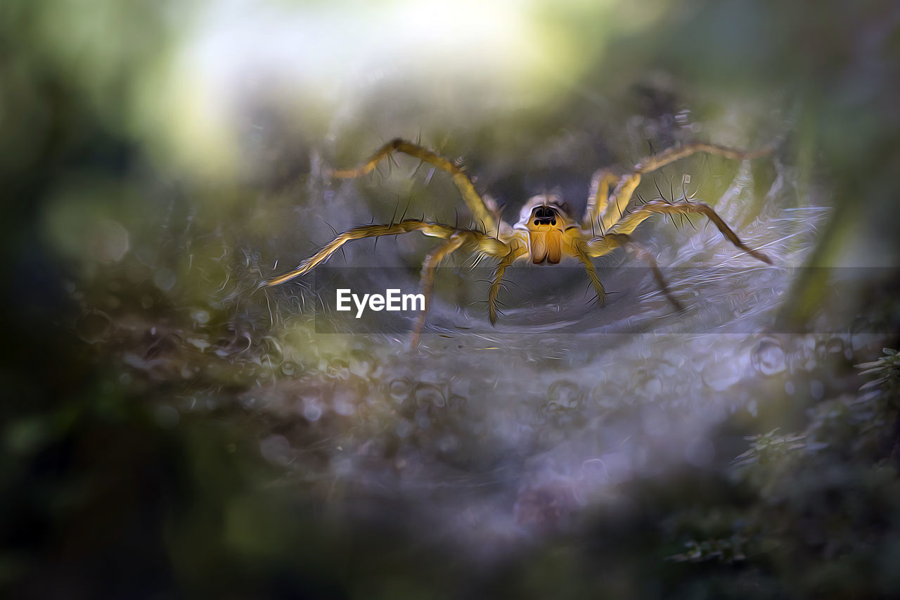 Close-up of grass spider on web