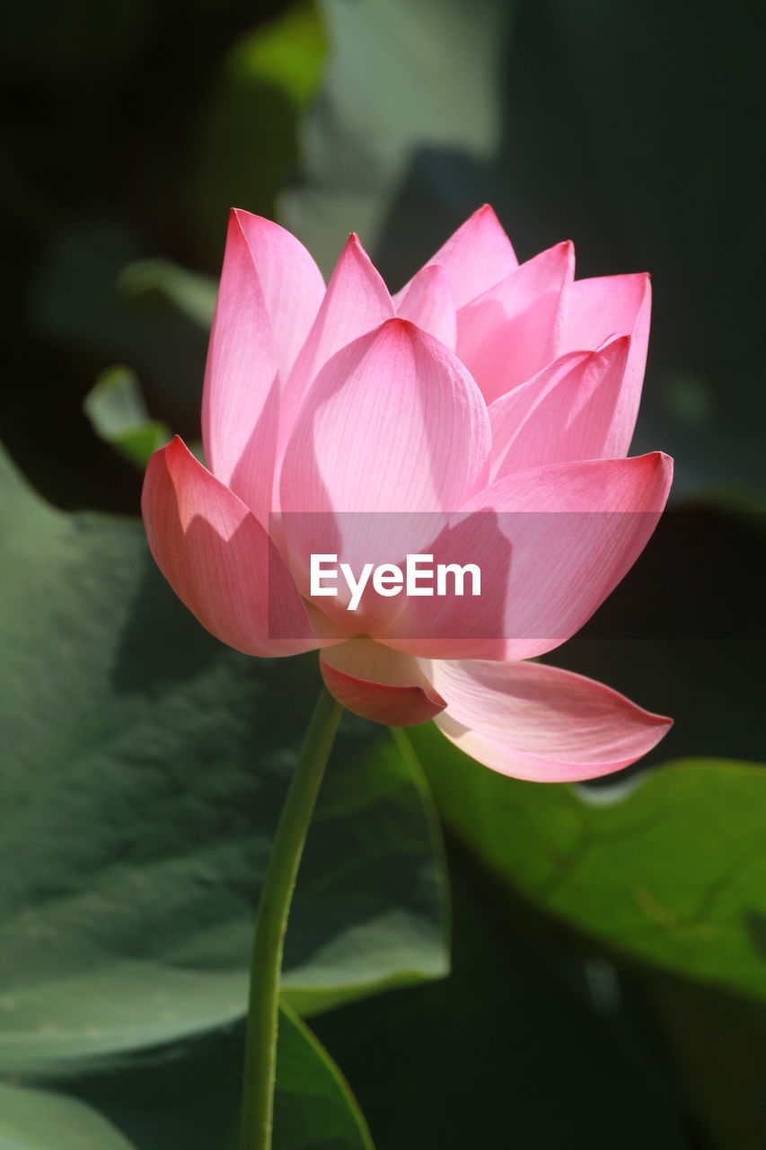 Close-up of pink lotus