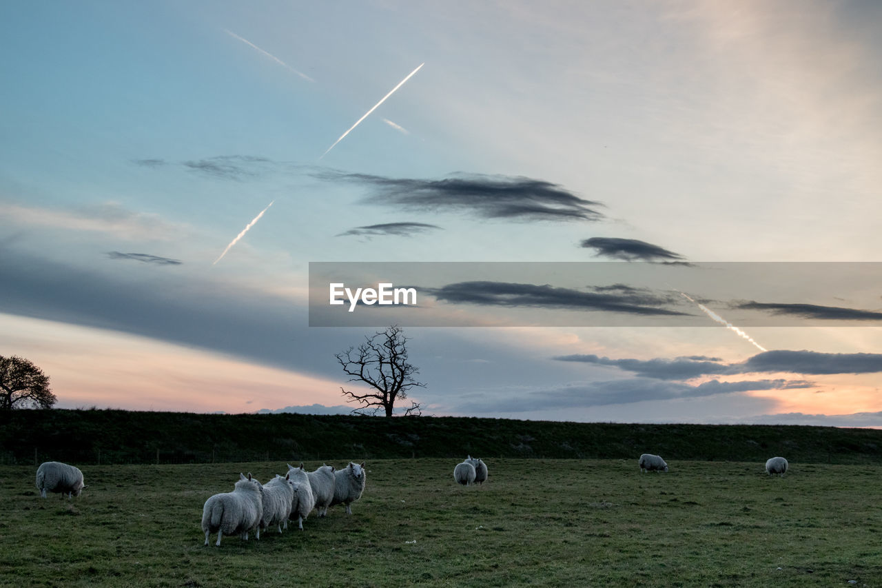 VIEW OF SHEEP ON LANDSCAPE AGAINST SKY