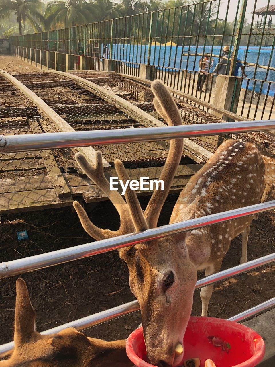 Close-up of a deer 