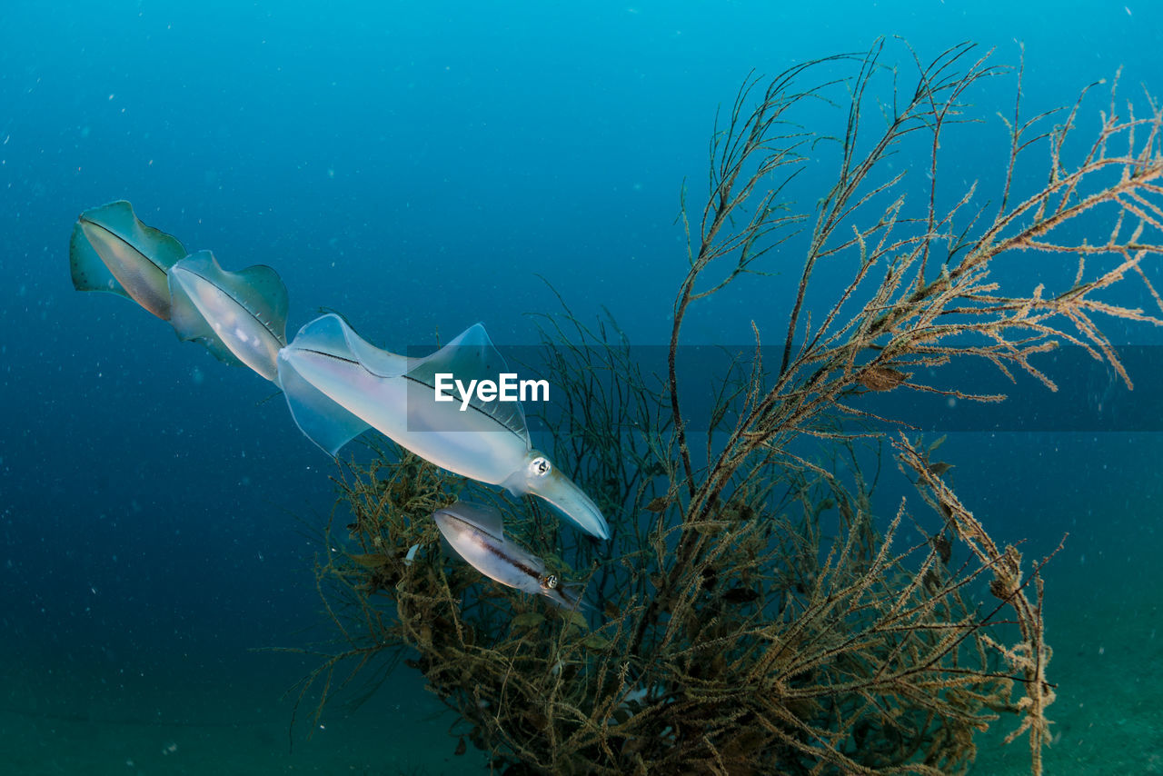 Spawning squid, wide angle