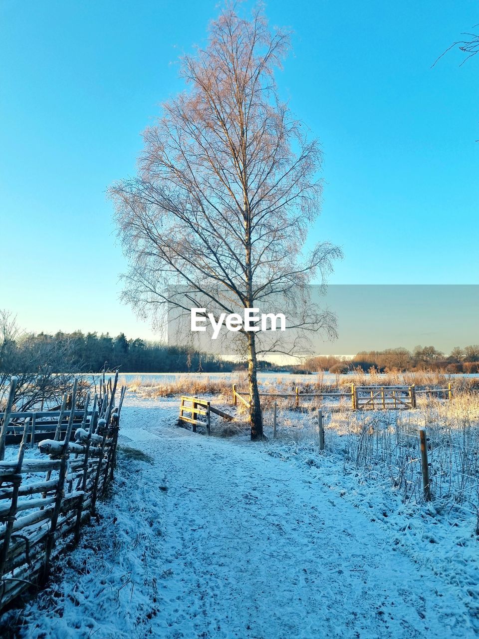 winter, tree, snow, cold temperature, bare tree, sky, plant, nature, environment, scenics - nature, tranquil scene, tranquility, landscape, frost, beauty in nature, blue, freezing, no people, frozen, morning, land, clear sky, field, day, non-urban scene, fence, outdoors, white, ice, idyllic, rural scene, deep snow, covering, sunlight, branch