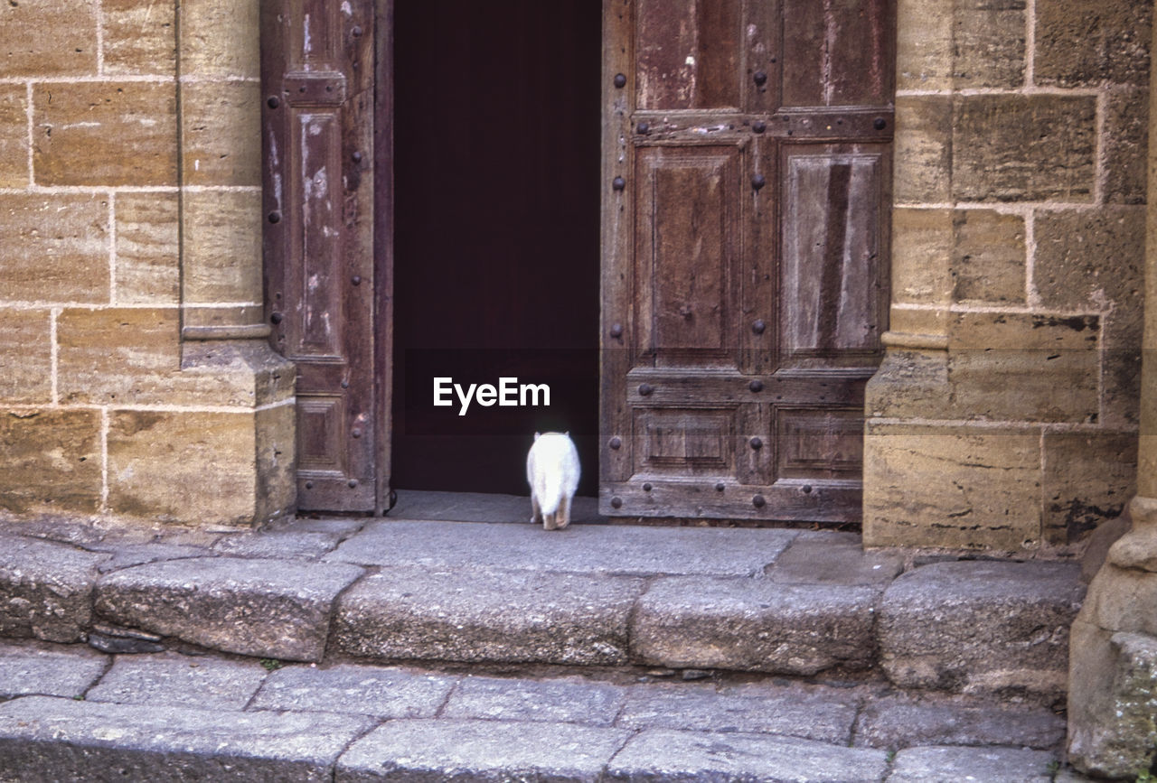 VIEW OF A CAT ON BUILDING